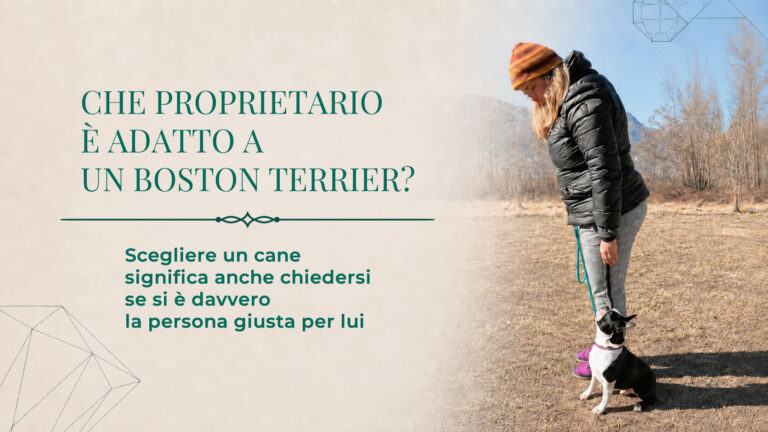 Che proprietario è adatto a un Boston Terrier?