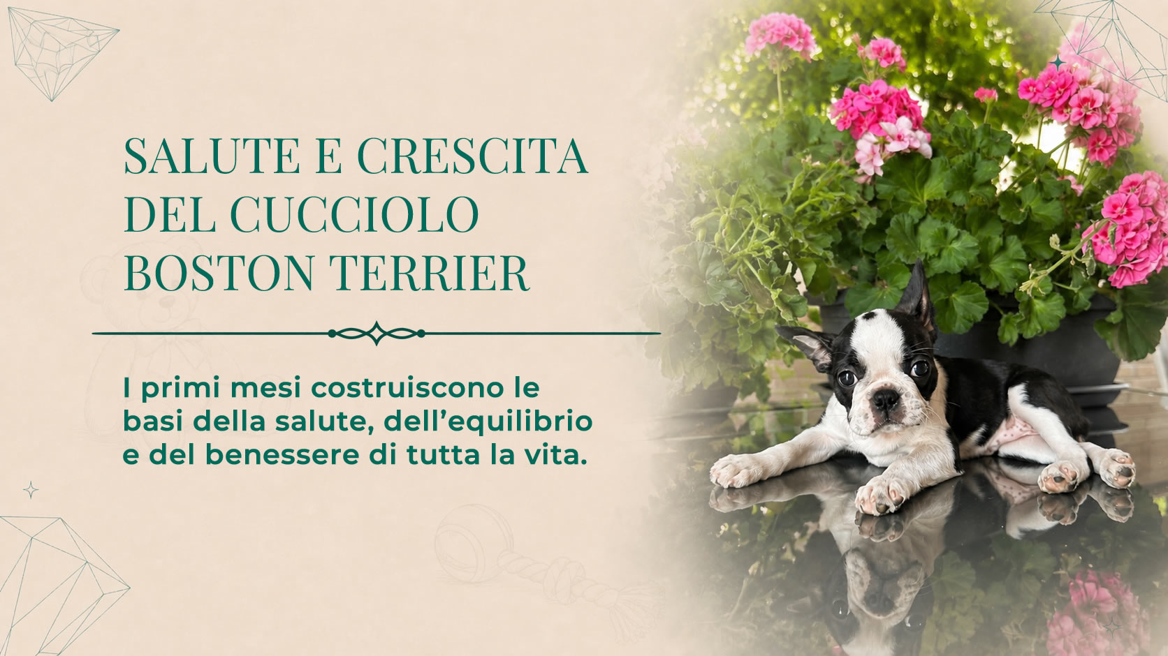 La salute e la crescita del cucciolo Boston Terrier