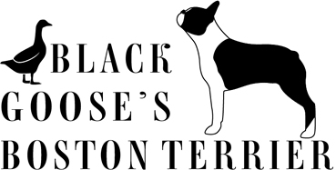 Logo Black Goose's
