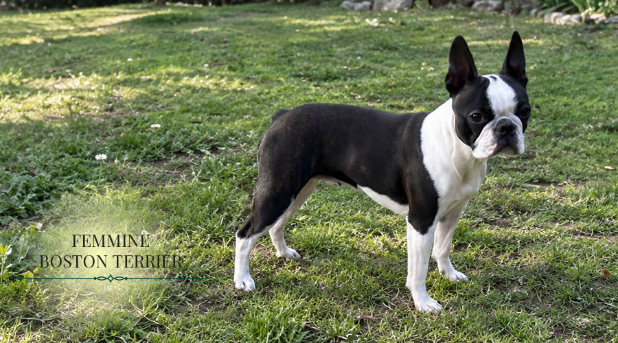 Boston Terrier Femmine