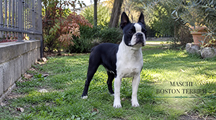 Boston Terrier Maschi