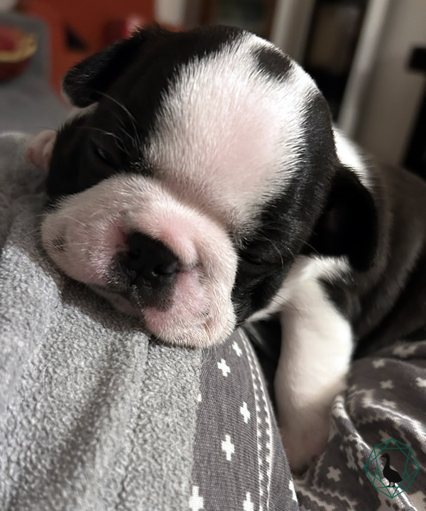 Cucciolo Boston Terrier
