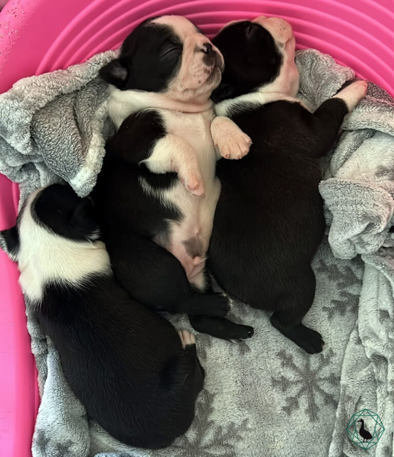 Cucciolo Boston Terrier Black Goose's