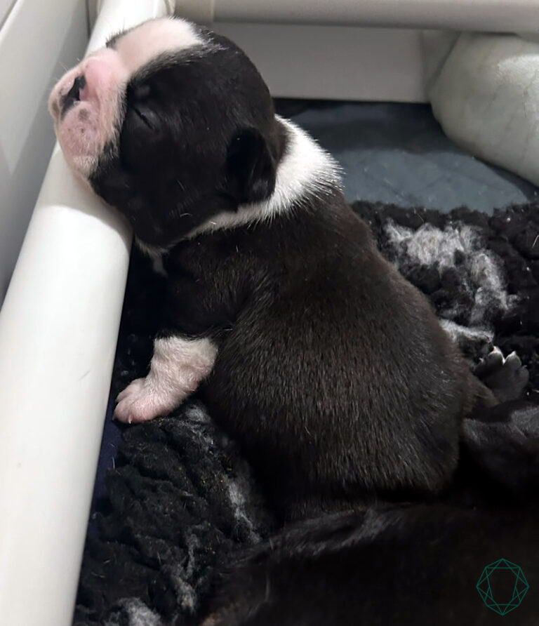 Cucciolo Boston Terrier Black Goose's