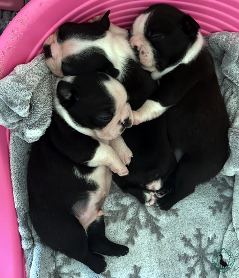 Cucciolo Boston Terrier Black Goose's
