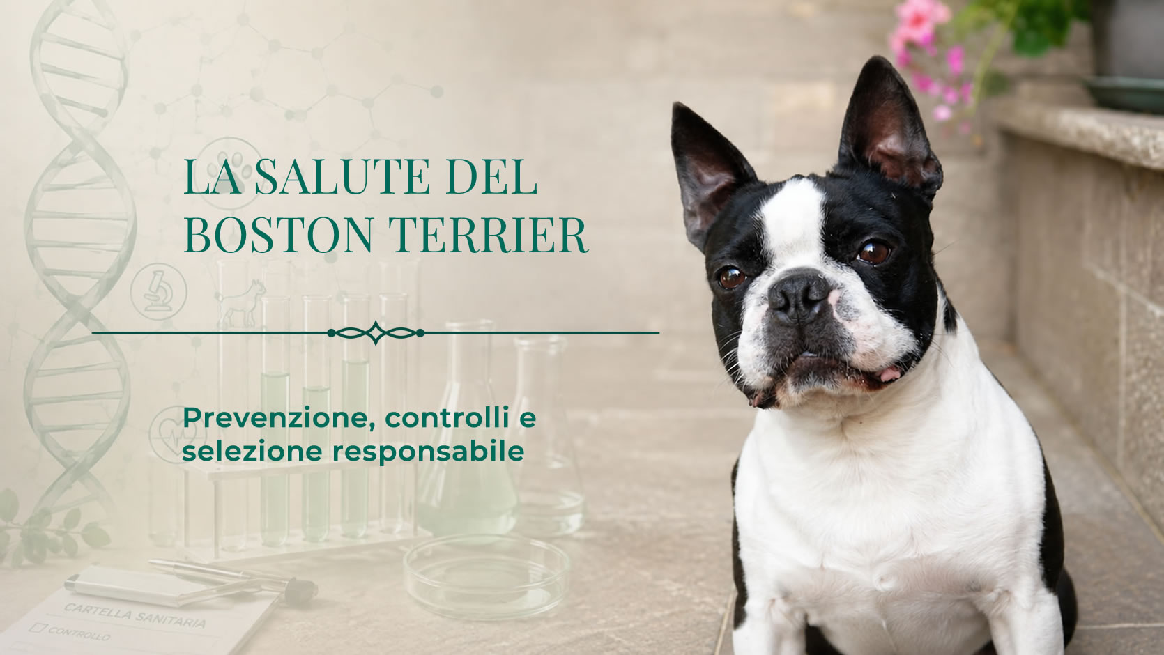 La salute del Boston Terrier: prevenzione, controlli e selezione responsabile